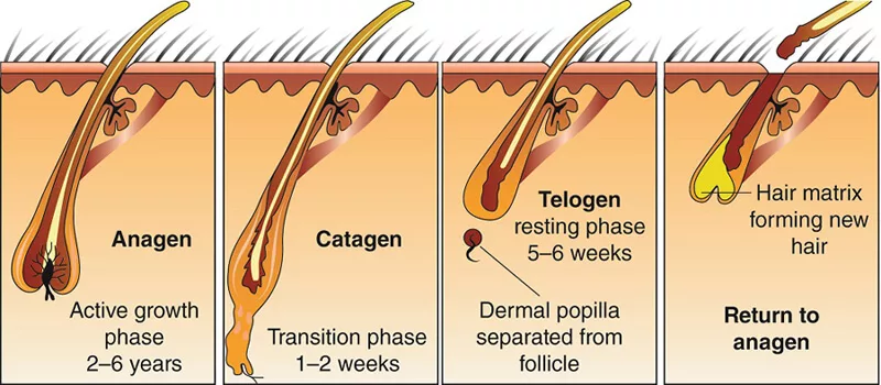 hair growth stages