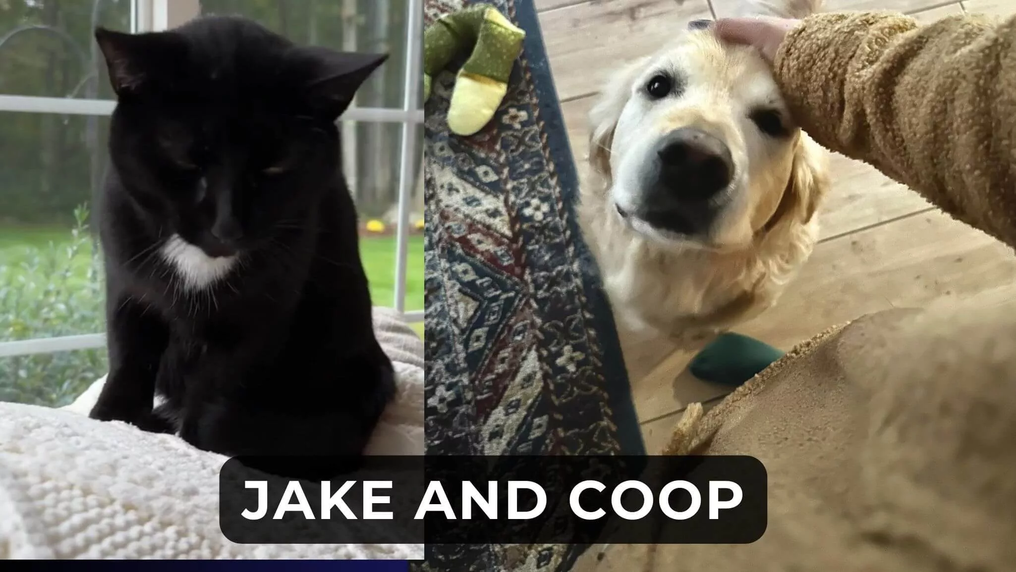 jake and coop