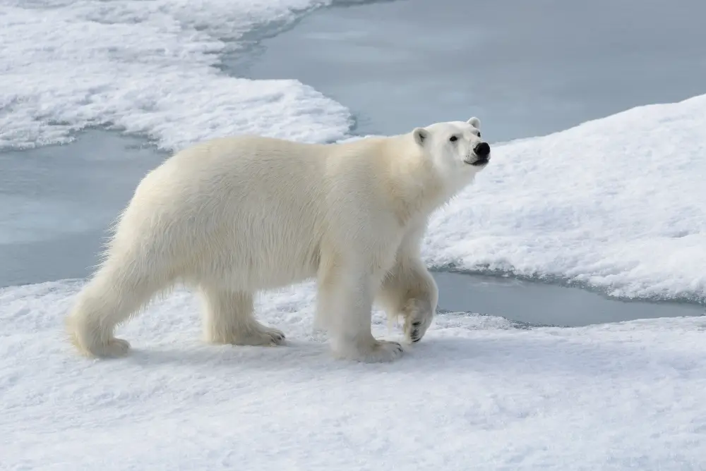 polar bear walking