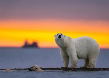 polar bear