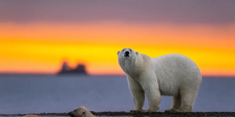 polar bear