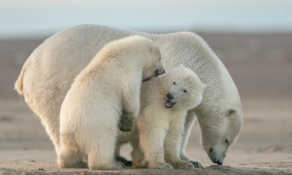polar bear family