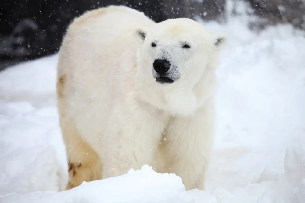 polar bear in ice