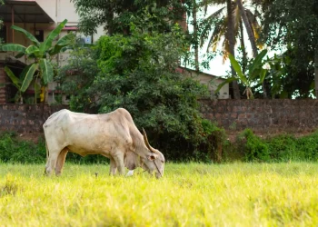 wellhealthorganic buffalo milk tag