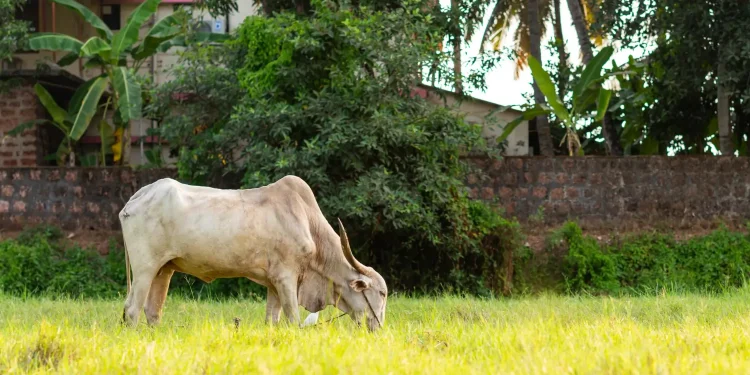 wellhealthorganic buffalo milk tag